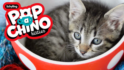 Pop-a-chino Kitties